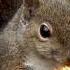 Drunken Squirrel
