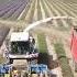 Claas Farmer Lavander Lavanda Agri Agriculture Hervester