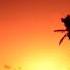 DJ Kent WeeKent SunSets 2