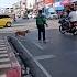 Good Samaritan Helps Dog Cross Busy Road ViralHog