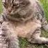 А вы не были на Таити Таити Гаити Не были ни на Cat