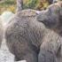 9 Terrifying Bear Attacks That Will Captivate You
