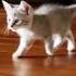 Mr Stealthy Cats 猫 ねこ Subscribe Now For Daily Dose Of Cats Share Comment Like To Buy Him Food