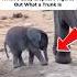 Learning To Trunk Baby Elephant Fails Triumphs