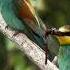 Золотистая щурка BEE EATER Merops Apiaster