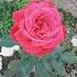 Rose Rosse Le Ultime