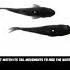 This Robot Fish Reveals Why Real Fish Swim In Groups You Wont Believe Robot Shorts Fish