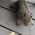 He S So Skittish Trending Funny Squirrel Shorts Wildlife Viralvideo Animals Cute Subscribe