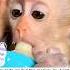 A Man Rescued A Monkey On A Rainy Day And Then Adopted It Monkey Monkeyvideo