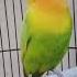 Lovebird Konslet Indonesia