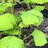 The Ginkgo Tree Is An Ancient Species That Dates Back 270 Million Years
