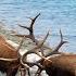 Huge Elk Bull S Epic Fight For The Toughest Elk Rut Territory