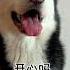 喵可酱 家里又多了八只小猫咪 橘猫 傻狗的日常