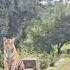 Reason Why Kabini Tiger Reserve Has Got The Best Tiger Sightings Wildlife Tigerspotted Kabini