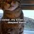 Deepest Meow I Ve Ever Heard Cat Kitten Leonthecatdad Xyzbca Meow