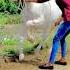 Ha Ghodi Jiv Viral Horse Shorts Hors Youtubeshorts Trending