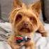 Why Does January Feel Sooo Long By Shorts Yorkies Dog Pets Doglover Cutedog Funnydogs