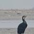 Great Cormorant Birds Birdphotography Bird Birdslover Cormorant Gajoldoba