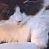 World S Most Gentle Cat Cute Friendship Between Animals