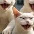 Мяу велосипедисты AI фэнтези на двух колёсах AIАнимация КотыНаВеликах FunnyCats ВелоКоты