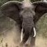 African Wild Dogs Vs Elephant At Sabi Sands Kruger Park Michaels Wildlife Leoprd Hills