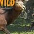 THE HUNTER CALL OF THE WILD I Don T Think It S Horse Hunting Season Tomoe Umari
