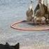 Dogs Herding Ducks ViralHog