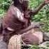 Batwa Pygmy Plucking His Instrument At Bwindi Impenetrable Forest