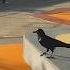 Funny Crow At The Train Station Crow FunnyBird SmartCrow CityWildlife CrowLife BirdShorts