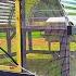 Building A Rotating Chicken Coop On Wheels For Egg Layers On Pasture