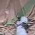 Colonel Gaddafi Dead