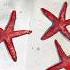 Practice Book Tutorial Starfish