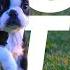 No Ads DOG TV Relaxing Virtual Dog Walk Entertainment For Dogs