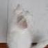 Baby Moy Shortvideo Shorts Short Reels Reel Viralvideo Viralshort Trending Cat Cats Meow