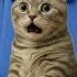 CAT MEMES AMAZON ADVENTURE HUNTING RARE ORCHIDS