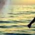 Delam Gerefte YouTube Flv