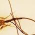 These Hairworms Eat A Cricket Alive And Control Its Mind Deep Look