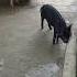 Pigs At Our Pig Farm At IARI Assam Campus IARI New Delhi Campus IARI Jharkhand Campus IARI