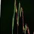 Altcoins Just Printed A Historic Buy Signal What I M Doing