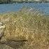 Poppin Smallmouth Bass MN Bass Fishing