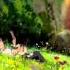 Arrietty S Theme Instrumental The Secret World Of Arrietty OST