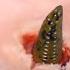 WORM EATS WAY OUT OF SKIN