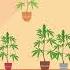 Male Or Female Quick Tips To Identify Cannabis Gender