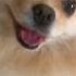 Если сегодня пятница то надо бухать Cat Dog врек Funny дружба кот собака мейнкуны шпиц