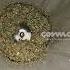 Cosmos Heavy Duty Mixer Grinding Mint Chutney EssEmm Corporation