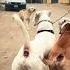 Pitbull Dog Harassed By Labrador Retriever Dogtraining Dogtraining