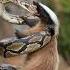 A Python And A Honey Badger Are Fighting Fiercely Animals Leopard Wolf Pyton Reptile