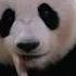 Panda Mukbang Watch This Adorable Panda Feast On Bamboo