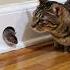 Shocking Watch This Mouse Come Face To Face With House Cat