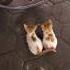 Which One Is Your Favorite Cute Audio Music Cats Cat Kitten Pets Tiktok Fyp